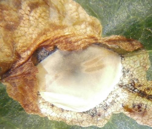 Cirrospilus viticola